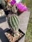 Preview: Echinocereus scopulorum